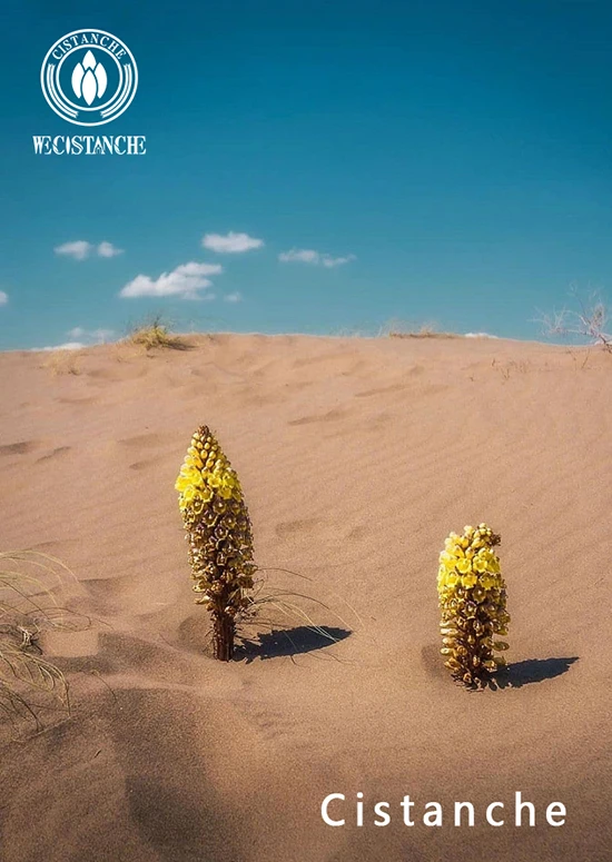 desert living cistanche desert living cistanche
