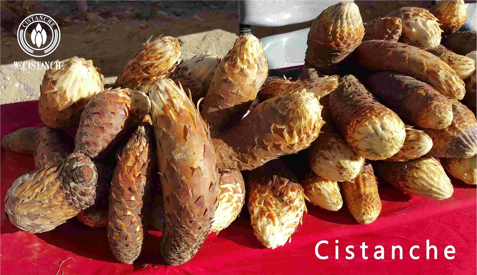 cistanche cvs