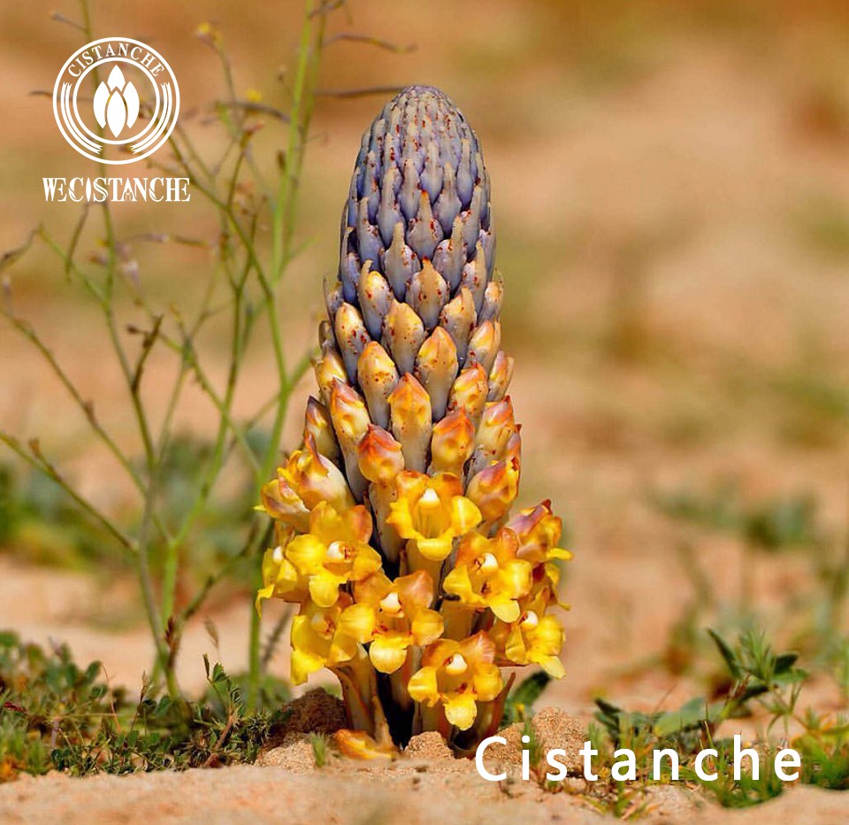 Faw Cistanche