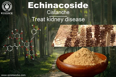 Echinacoside Echinacoside