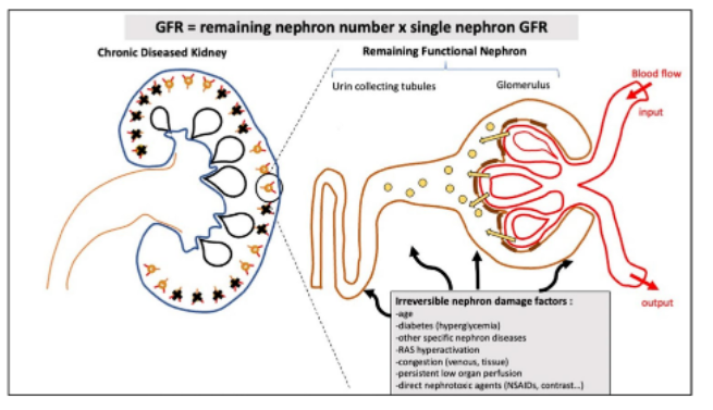 cistanche before bed