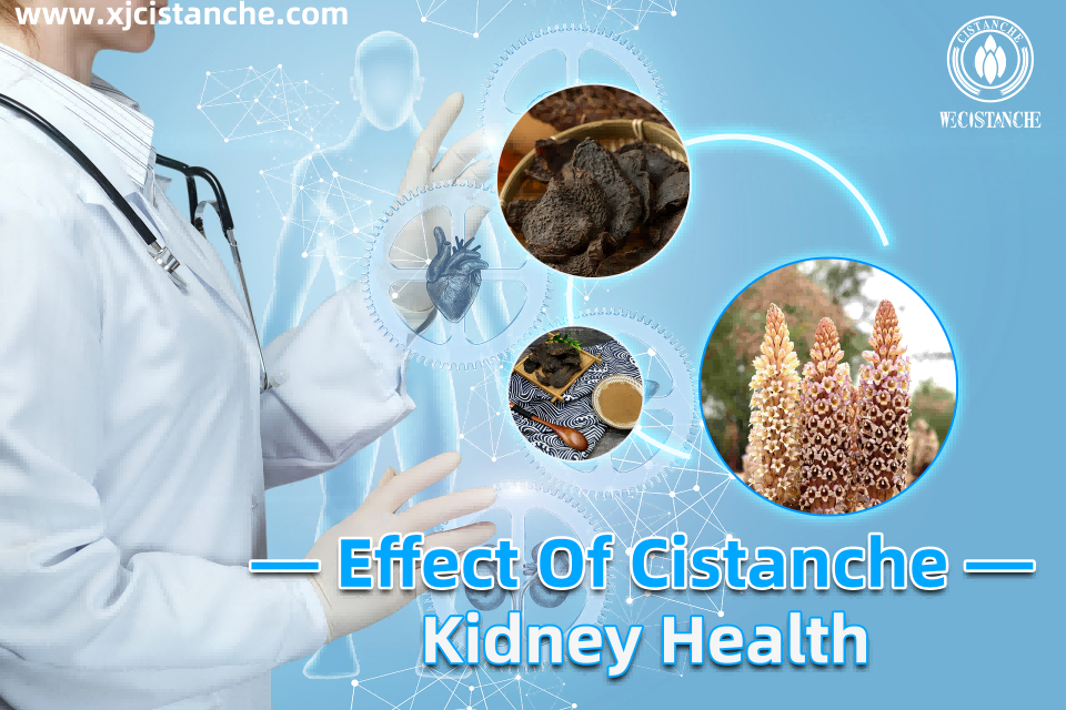 cistanche essential oil