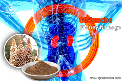 maca ginseng cistanche sea horse