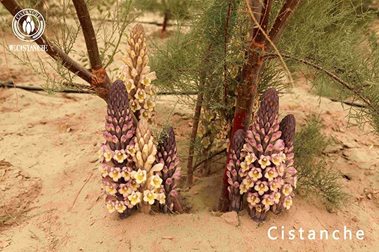 Cistanche deserticola florescence