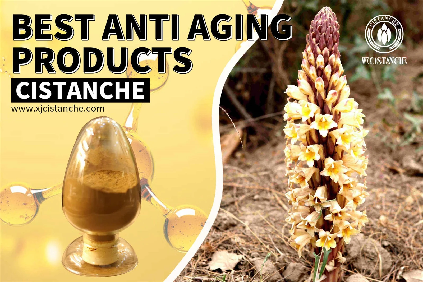 cistanche herb cistanche herb