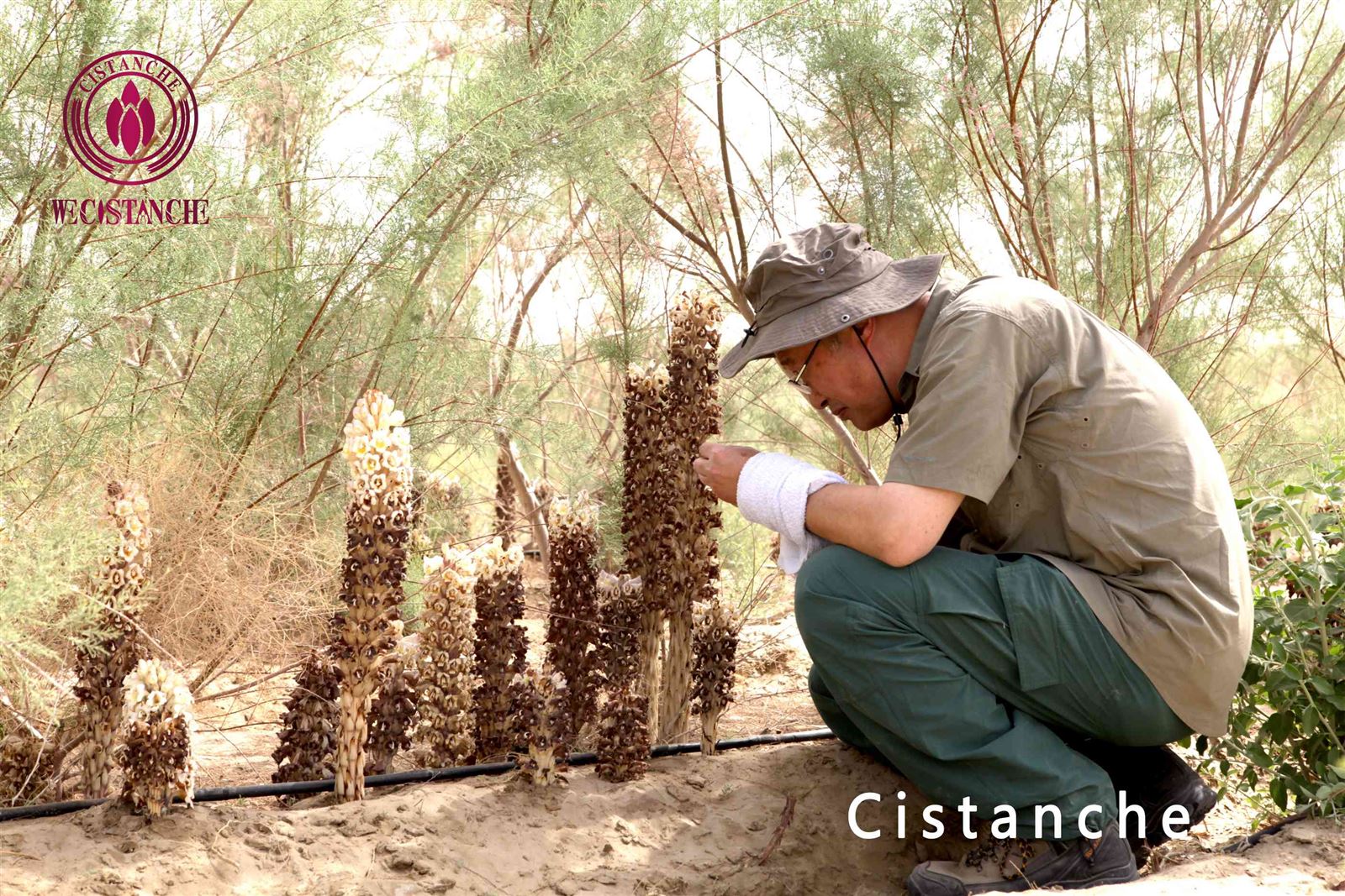 Is Artificial Plant Cistanche Better Than Wild Is Artificial Plant Cistanche Better Than Wild