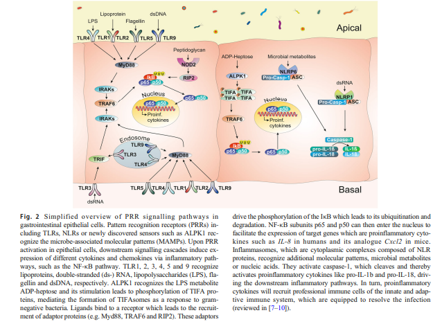 cistanche tubulosa benefits
