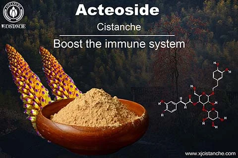 phenylethanoid glycosides in  Cistanche deserticola
