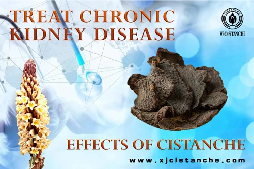cistanche tubulosa extract cistanche tubulosa extract