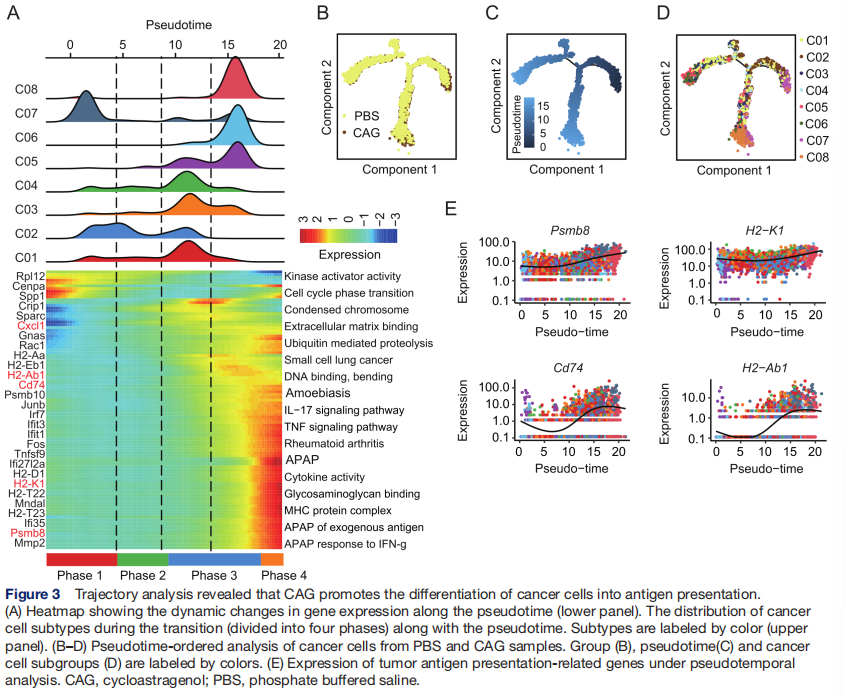 cistanche root supplement cistanche root supplement
