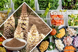 CISTANCHE FOR CKD CISTANCHE FOR CKD