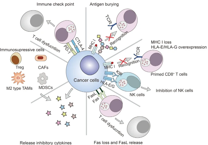 Figure 3 Immunosuppression in cancer tissues. Figure 3 Immunosuppression in cancer tissues.