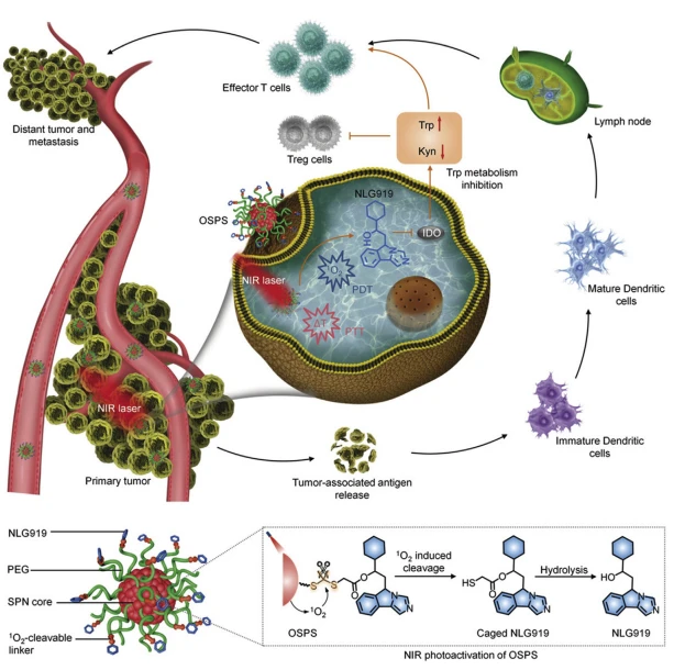 Figure 12 The scheme of OSPS mediated combinatory cancer therapy. Reprinted with the permission from Ref. 218. Copyright ª 2019 John Wiley and Sons Group. Figure 12 The scheme of OSPS mediated combinatory cancer therapy. Reprinted with the permission from Ref. 218. Copyright ª 2019 John Wiley and Sons Group.