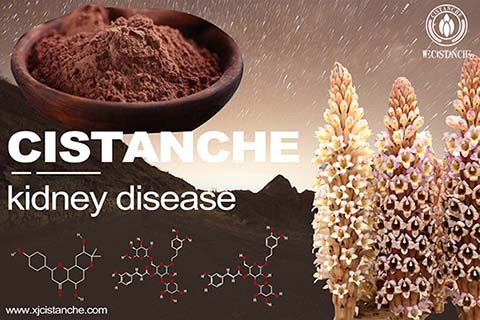 cistanche-kidney disease-3(51)
