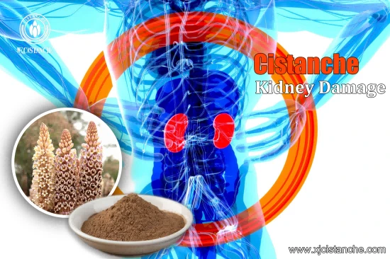 TOP QUALITY CISTANCHE WITH 25% ECHINACOSIDE FOR KIDNEY