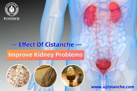 TOP QUALITY CISTANCHE WITH 25% ECHINACOSIDE FOR KIDNEY