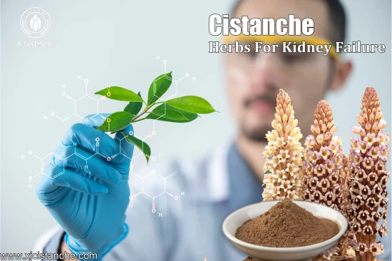 25% echinacoside 9% acteoside cistanche for sell 25% echinacoside 9% acteoside cistanche for sell