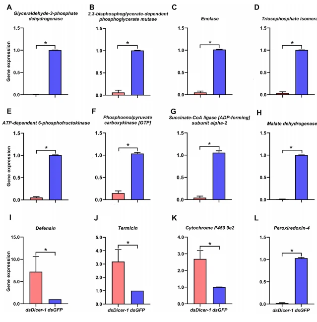 Fig. 3 RT-qPCR verification of DEGs from mRNA-seq. A–H Genes associated with carbohydrate and energy metabolism. I–J Genes associated with immune response. K–L Genes associated with oxidation–reduction reactions. The data are shown as the mean±SEM. *p<0.05