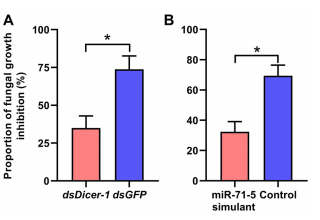 Fig. 5 Effect of miRNA dysregulation on physiological defense in termite individuals. Antifungal activity of Dicer-1-silenced vs. GFP-treated termites. B Antifungal activity of miR-71-5 versus control simulant-treated termites. The data are shown as the mean±SEM. *p<0.05
