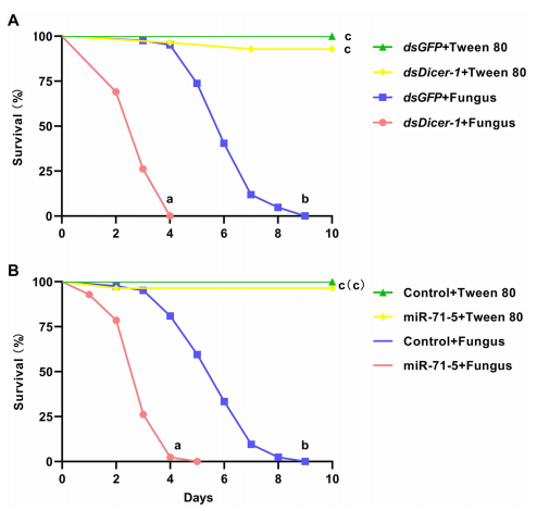 Fig. 6 Effect of miRNA dys regulation on the survival of fungus-contaminated termite groups. A Survival of Dicer- 1-silenced vs. GFP-treated termites with or without fungal contamination; B Survival of miR-71-5 versus control simulant-treated termites with or without fungal contamination. Diferent letters indicate significant differences, p<0.05