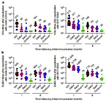 Fig. 1 | Humoral immune responses to Omicron. Antibody responses at months 1 and 8 following final vaccination with Ad26.COV2.S (n = 20) or BNT162b2 (n = 27). a Neutralizing antibody (NAb) titers by a luciferase-based pseudovirus neutralization assay. b, Receptor-binding domain (RBD)-specific binding antibody titers by ELISA. Responses were measured against the SARS-CoV-2 WA1/2020 (WA), B.1.617.2 (Delta), B.1.351 (Beta) and B.1.1.529 (Omicron) variants. Medians (red bars) are depicted and numerically shown.