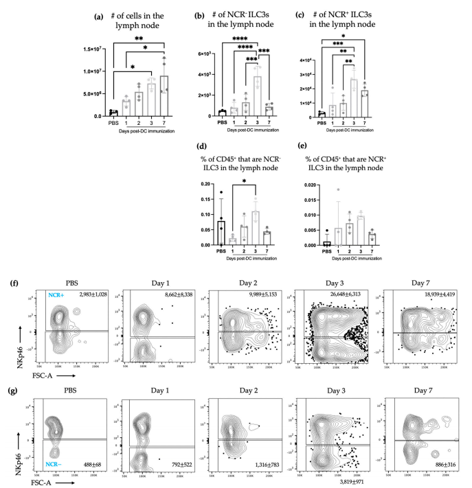 Figure 1. The number of natural cytotoxicity receptors (NCR)+ and NCR− type 3 innate lymphoid cells (ILC3s) increased in the local draining lymph node after DC immunization. Female C57BL/6 mice were inoculated with DC vaccines via hind footpad injections. Popliteal lymph nodes were examined for ILC3 populations. (a) The total number of cells in the lymph node was determined. Accumulation of (b) NCR− ILC3s and (c) NCR+ ILC3s in the lymph node and the percentage of CD45+ cells in the lymph node that were (d) NCR− ILC3s and (e) NCR+ ILC3s. Each bar represents data from four popliteal lymph nodes. A Student's t-test was used at each time point to determine significant differences between the control mice inoculated with phosphate-buffered saline (PBS) and the mice inoculated with the DC vaccine (p-values * < 0.05, ** < 0.005, *** < 0.0005, and **** < 0.0001). Representative dot plots showing the average number of (f) NCR− ILC3s and (g) NCR+ ILC3s in the draining popliteal lymph node. The graphs display the mean with the standard deviation.