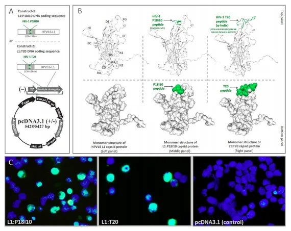 Figure 1. L1:P18I10 and L1:T20 immunogen design and construction of chimeric HPV: HIV VLPs by using 293F expression system. (A) The chimeric L1:P18I10 and L1:T20 DNA coding sequences were cloned into pcDNA3.1+ expression vectors, respectively, for transient transfection in 293F cells. (B) Prediction of monomer structures of HPV16 L1 and chimeric HPV: HIV capsid proteins by using the SWISS-model server. HPV16 major capsid protein L1 (7cn2.1.R) was selected as the structural template to build the HPV16 L1 (left panel), L1:P18I10 (middle panel), and L1:T20 (right panel) capsid protein homology modeling. Secondary structural elements of HPV16 L1 capsid protein are labeled, with letters h1–h5 for the 5 α-helices. Loops of HPV16 L1 capsid protein between strands are labeled BC, CD, DE, EF, FG, and HI. Secondary structural elements of HIV-1 P18I10 and T20 peptides L1 are labeled by the arrows (top panel). The part of the P18I10 and T20 peptide that protrudes above the surface of the HPV16 L1 capsid protein is indicated by the arrows (bottom panel). (C) Immunofluorescence staining of L1 protein in 293F cells. The following pDNA.L1:P18I10 (left), pDNA.L1:T20 (middle), and pDNA.without insertion (right) were transfected in 293F cells. The transfected cells were probed with anti-HPV16 L1 mAb and detected with anti-mouse IgG-FITC (green channel). Cell nuclei were stained with DAPI (blue channel). Immunofluorescence images were merged by using Adobe Photoshop