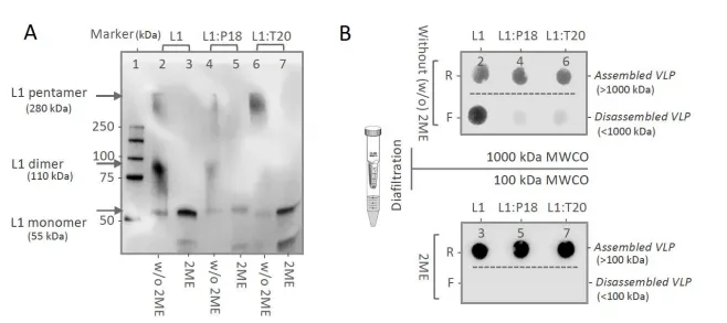 Figure 3. In vitro stability of L1:P18I10 and L1:T20 VLPs. (A) Disulfide cross-linking of L1:P18I10 and L1:T20 VLPs in non-reducing SDS-PAGE. The HPV16 L1 VLPs, purified L1:P18I10, and L1:T20 VLPs were mixed with Laemmli sample buffer in the absence or presence of 2-mercaptoethanol (2-ME), respectively, and analyzed by non-reducing SDS-PAGE. The position of the L1 monomer (55 kDa), L1 dimer (110 kDa), and L1 pentamer (280 kDa) are indicated by the arrow. Lane 1: protein molecular weight marker; Lane 2: HPV16 L1 VLP; Lane 3: HPV16 L1 VLP treated with 2-ME; Lane 4: L1:P18I10 VLP; Lane 5: L1:P18I10 VLP treated with 2-ME; Lane 6: L1:T20 VLP; Lane 7: L1:T20 VLP treated with 2-ME. (B) Molecular mass analysis of L1:P18I10 and L1:T20 VLPs. Assembled VLPs untreated with 2-ME (lanes 2, 4, and 6) were filtered out through 1000kDa molecular weight cutoff (MWCO) diafiltration devices (upper panel). Disassembled VLPs treated with 2-ME (lanes 3, 5, and 7) were filtered out through 100kDa MWCO centrifugal filter devices (lower panel). Retentates (R) were collected from filter device sample reservoirs, while the filtrates (F) were collected at the bottom of centrifuge tubes. The L1 protein signal was detected by using a dot blot probed with anti-HPV16 L1 mAb.
