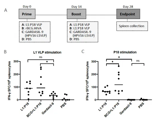 Figure 7. Induction of HPV16 and HIV-1 specific T cell responses by chimeric L1:P8I10 VLPs and BCG.HIVA in BALB/c mice. The immunization schedule is depicted in (A). All mouse groups had equal gender distribution (male n = 4 and female n = 4). Group A: homologous prime-boost immunization with 10 µg L1:P18I10 VLPs intramuscularly (i.m.); Group B: priming with 106 cfu rBCG.HIVA intradermally (i.d.) and boosting with 10 µg L1:P18I10 VLPs i.m.; Group C: homologous prime-boost vaccination with Gardasil-9 containing 10 µg of HPV16 L1 VLPs i.m.; Group D: immunization twice with PBS buffer. The prime-boost interval was 2 weeks. The endpoint of this trial was on day 28. Splenocytes were isolated for IFN-γ ELISpot assay. T-cell immune responses to HPV16 and HIV-1 were assessed ex vivo by IFN-γ ELISpot after splenocyte stimulation with HPV16 L1 VLP and P18I10 peptide. (B, C) HPV16 L1- and HIV-1 P8I10-specific T-cell responses elicited by L1:P8I10 VLPs and BCG.HIVA prime combined with L1:P18I10 VLP boost. Data are shown as median ± S.D. A one-way ANOVA test was done to compare differences between groups. Ns not significant; * p < 0.05.