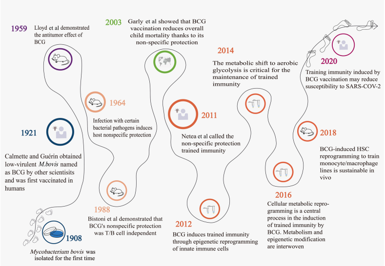 Fig. 1 BCG and the history of trained immunity