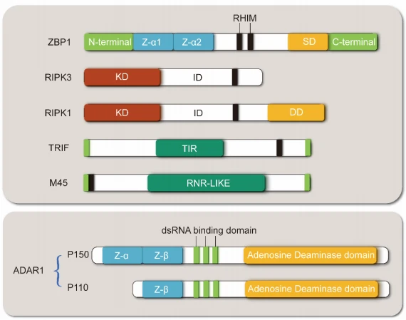Figure 1. Structural diagram of ZBP1 and its interacting proteins.