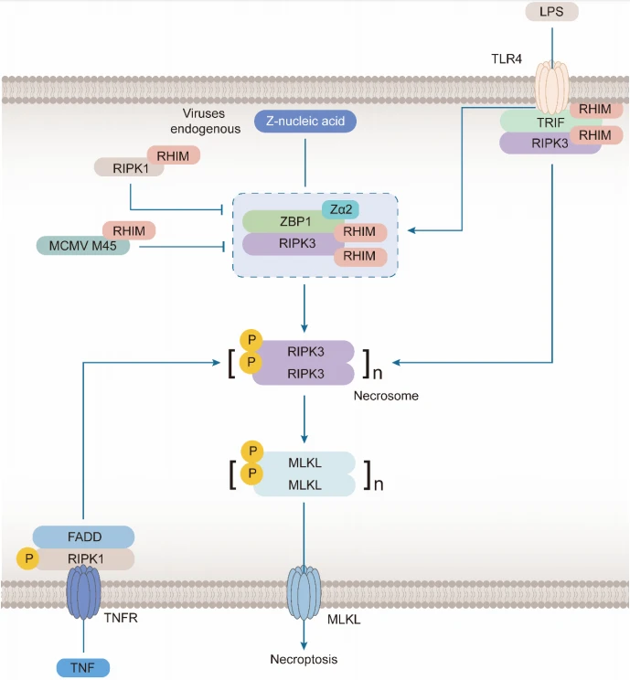 Figure 3. ZBP1 induces formation of microsomes in Necroptosis
