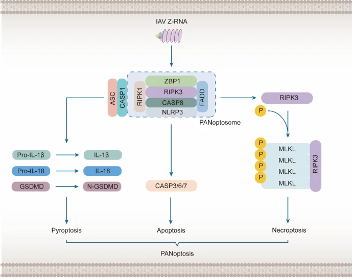Figure 4. ZBP1 Induces PANoptosis following IAV Infection