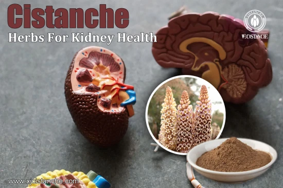 Cistanche Supplement Kidney Function Support Supplement PhGs75% Ech 30% Act 12% Cistanche Supplement Kidney Function Support Supplement PhGs75% Ech 30% Act 12%