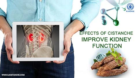 kidney function