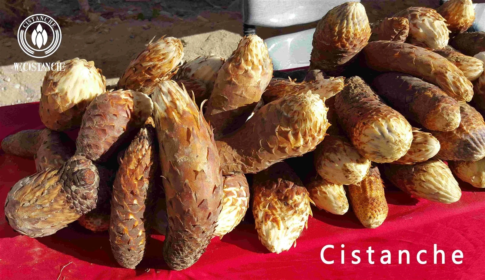 cistanche tubulosa for combating the effects of aging