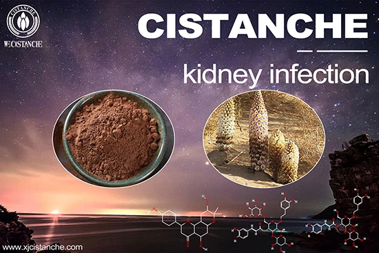 Cistanche-kidney infection-5(17)