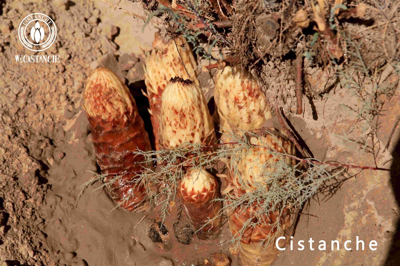 cistanche tubulosa for enhancing physical health and energy