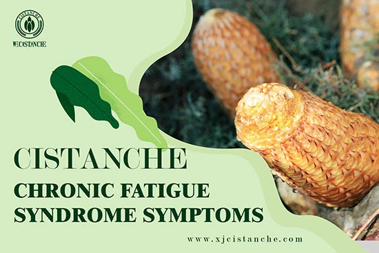 TRADITIONAL CHINESE MEDICINE CISTANCHE FOR STUDY FATIGUE TRADITIONAL CHINESE MEDICINE CISTANCHE FOR STUDY FATIGUE