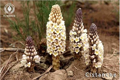 Bahan Cistanche Tubulosa Akar Cistanche Ekstrak Cistanche Batang