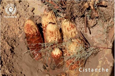 Manfaat Cistanche Kesan Cistanche Kesan Sampingan Penggunaan Cistanche Dos Cistanche