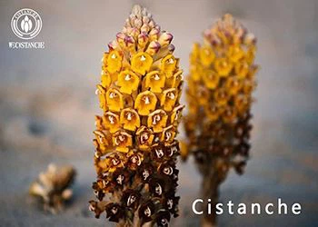 Cistanche